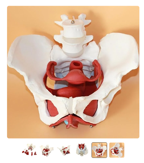 Female Pelvis Model
