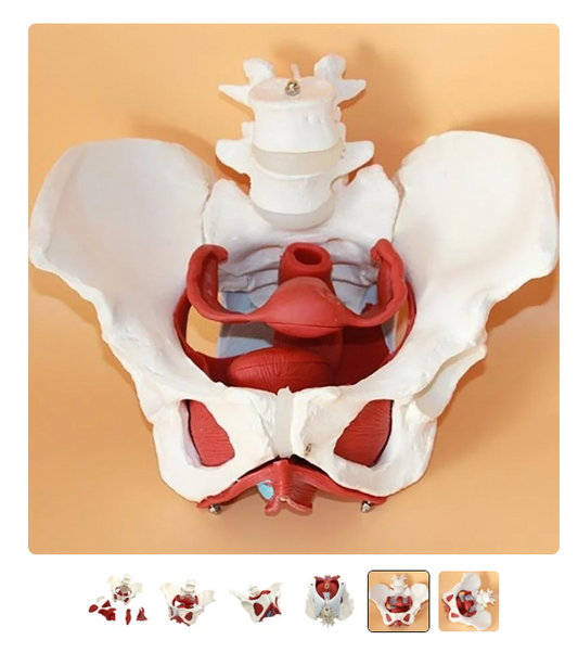 Female Pelvis Model
