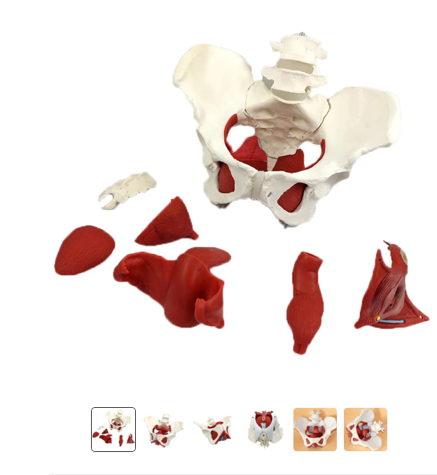 Female Pelvis Model