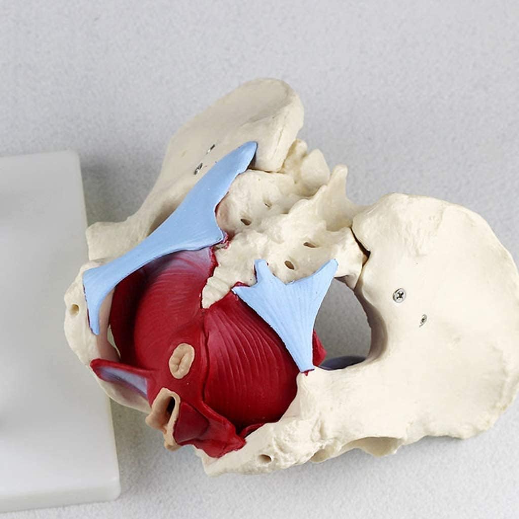 Female Pelvis Model