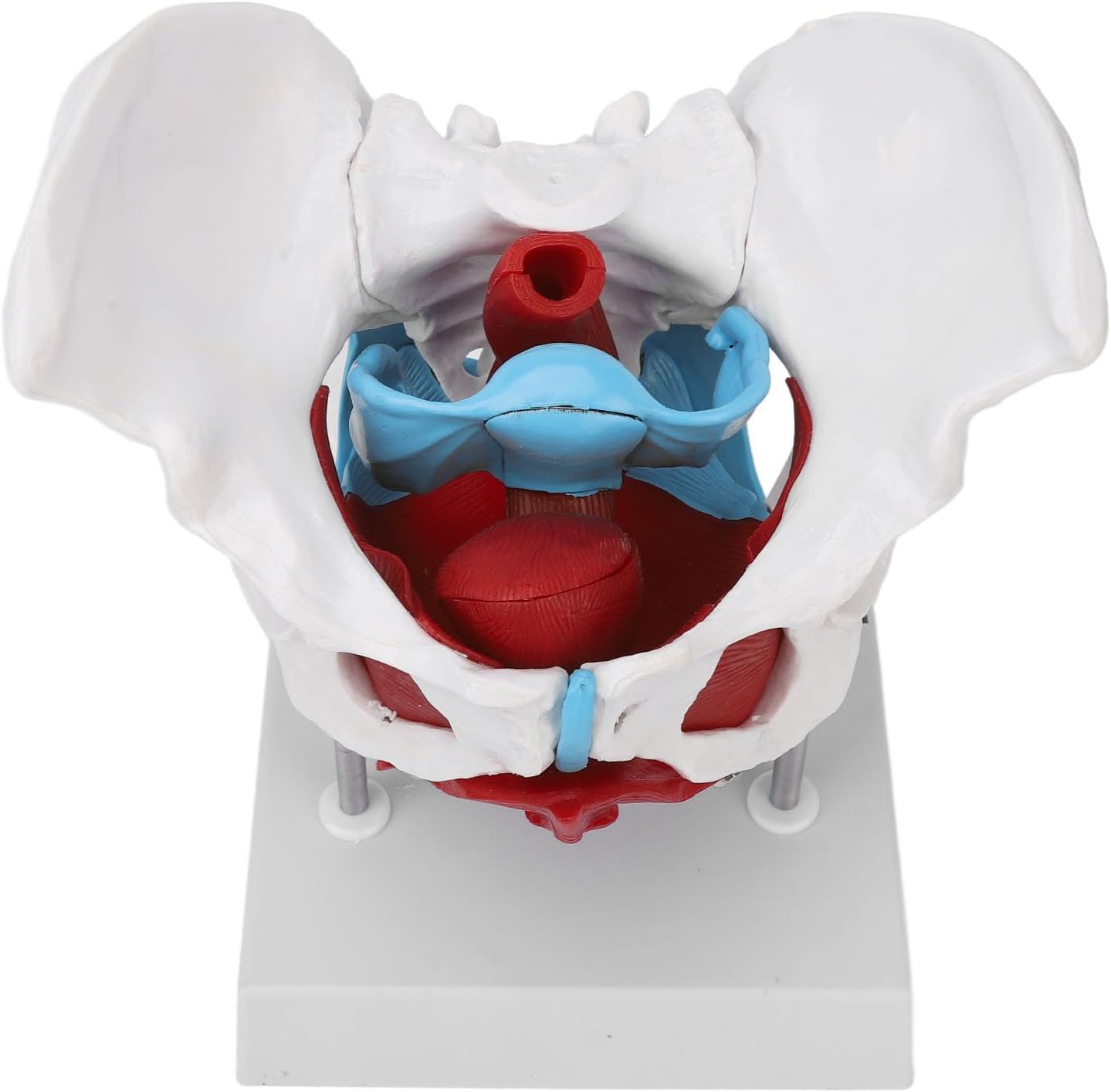 Female Pelvis Model