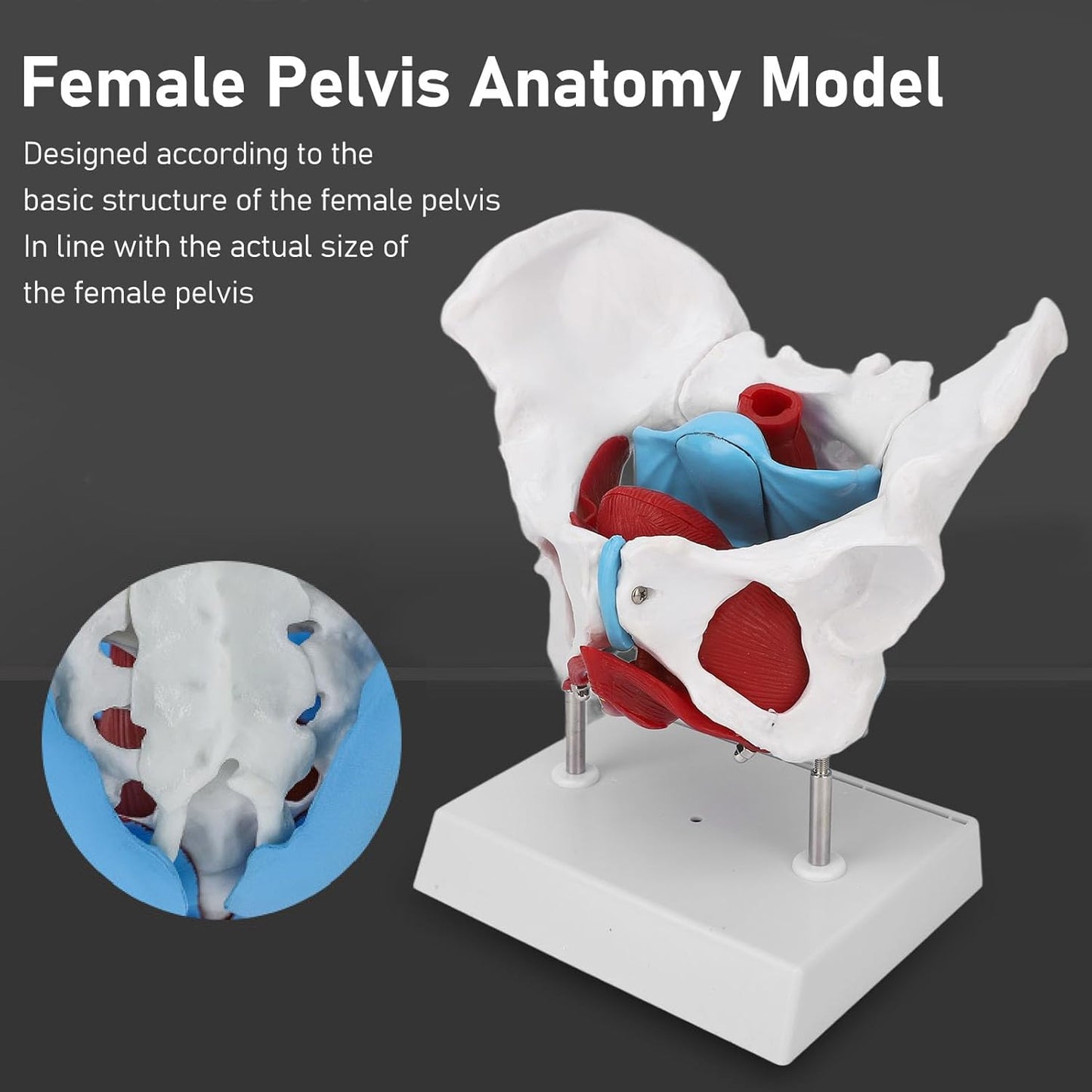 Female Pelvis Model