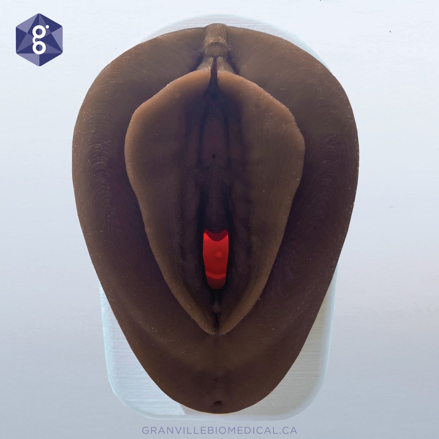 Venus - Pelvic Health Anatomical Model