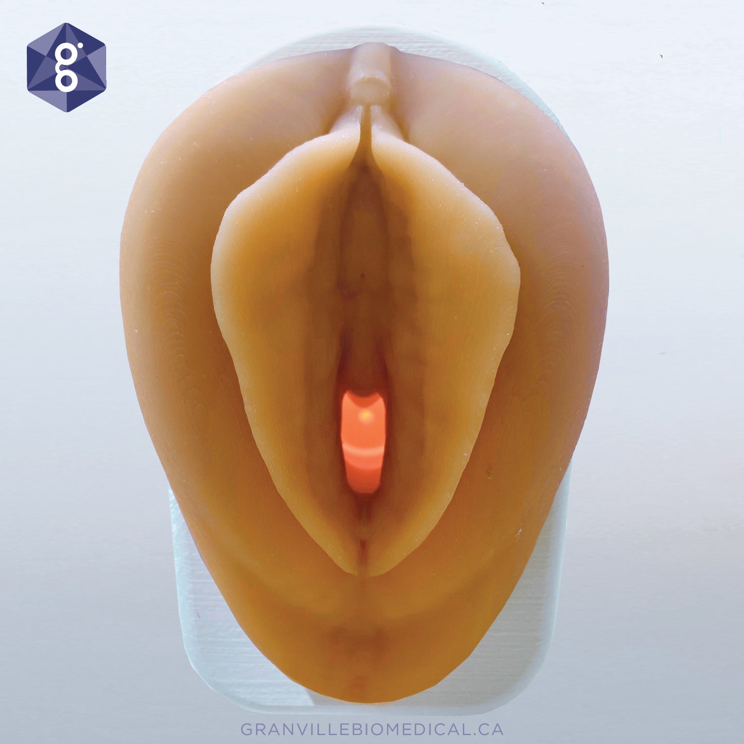 Venus - Pelvic Health Anatomical Model