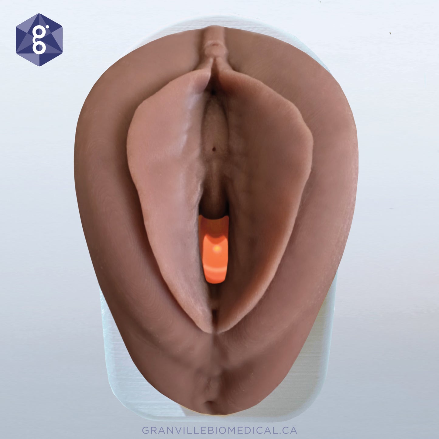 Venus - Pelvic Health Anatomical Model